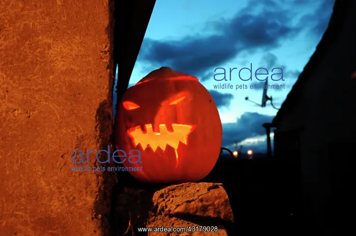 : Pumpkin carved for Halloween : Pumpkin carved for Halloween