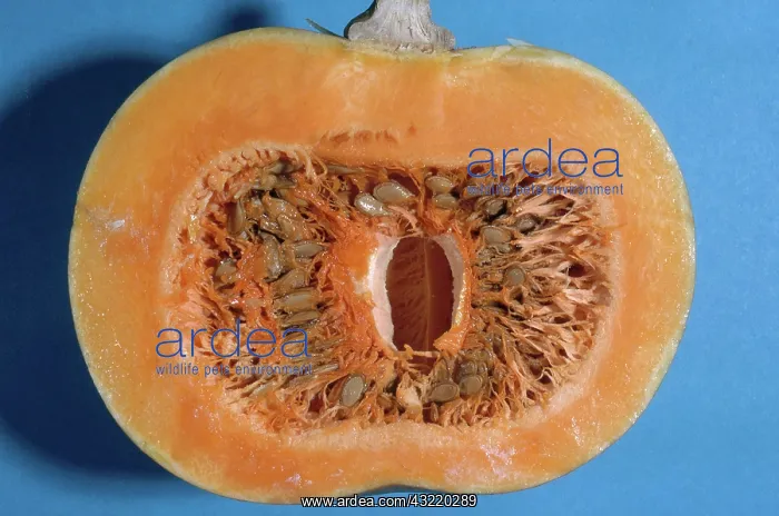 : Pumpkin Cross-Section : Pumpkin Cross-Section