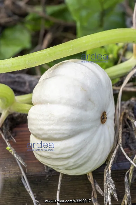 : Pumpkin, Cucurbita maxima Valenciano, fruit : Pumpkin, Cucurbita maxima Valenciano, fruit