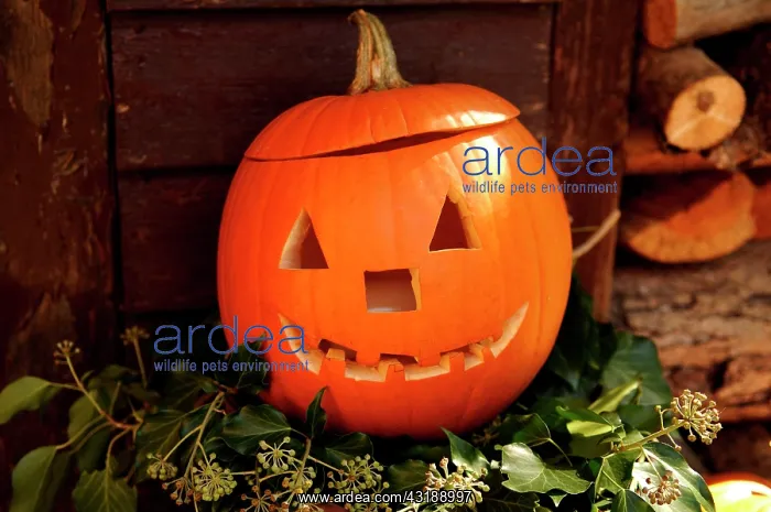 : Pumpkin (Cucurbita pepp var. patisson) carved face : Pumpkin (Cucurbita pepp var. patisson) carved face