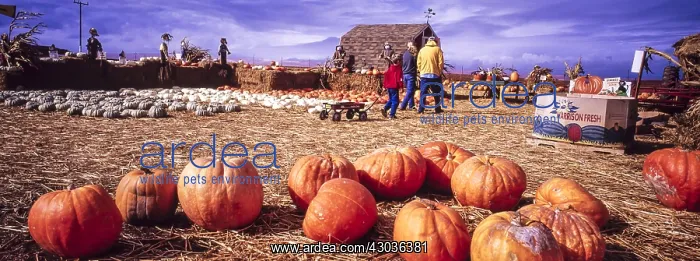 : Pumpkin farm - near Monterey, California USA : Pumpkin farm - near Monterey, California USA