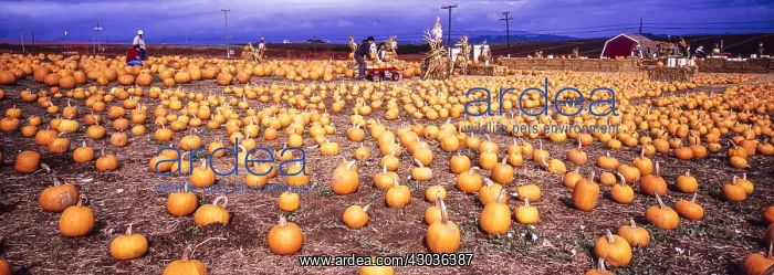 : Pumpkin farm - near Monterey, California USA : Pumpkin farm - near Monterey, California USA