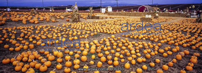: Pumpkin farm - near Monterey, California USA : Pumpkin farm - near Monterey, California USA