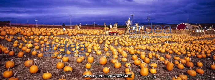 : Pumpkin farm - near Monterey, California USA : Pumpkin farm - near Monterey, California USA