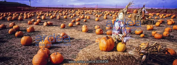 : Pumpkin farm - near Monterey, California USA : Pumpkin farm - near Monterey, California USA