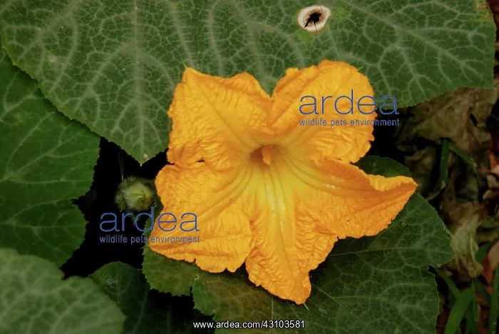 : Pumpkin Flower : Pumpkin Flower