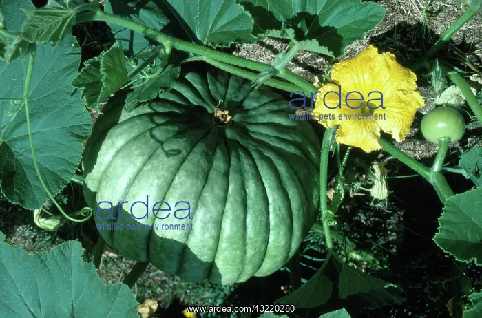 : Pumpkin Flower and Fruit : Pumpkin Flower and Fruit