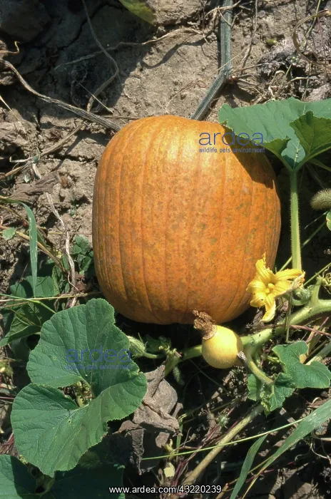 : Pumpkin Flower and Fruits : Pumpkin Flower and Fruits