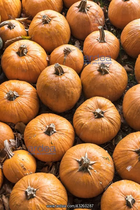 : Pumpkin harvest in a garden, autumn, Germany : Pumpkin harvest in a garden, autumn, Germany
