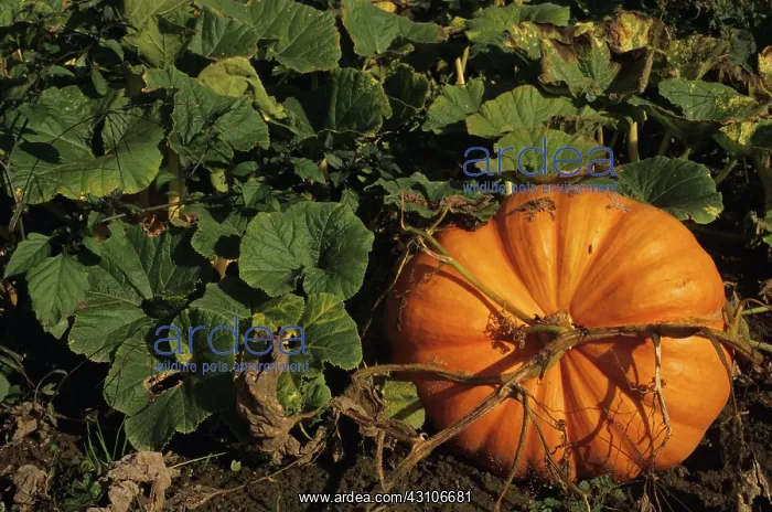 : Pumpkin Patch : Pumpkin Patch
