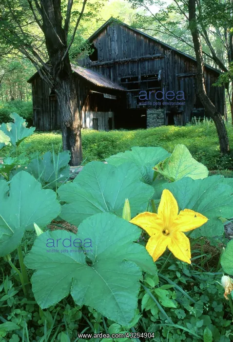 : Pumpkin Patch : Pumpkin Patch