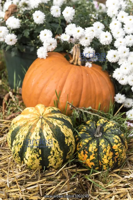  : Pumpkin and pumpkin Patidou Sweet Dumpling laid