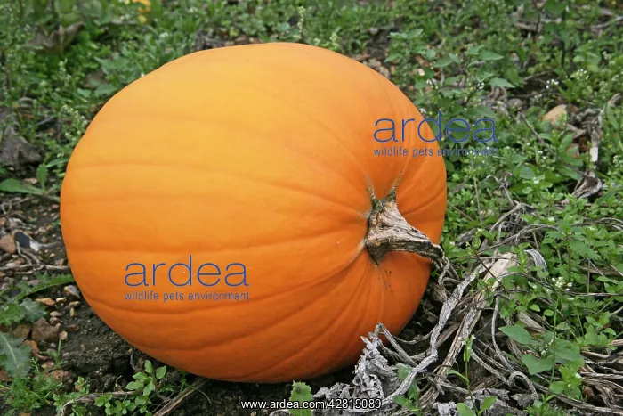 : Pumpkin - ready for harvest : Pumpkin - ready for harvest