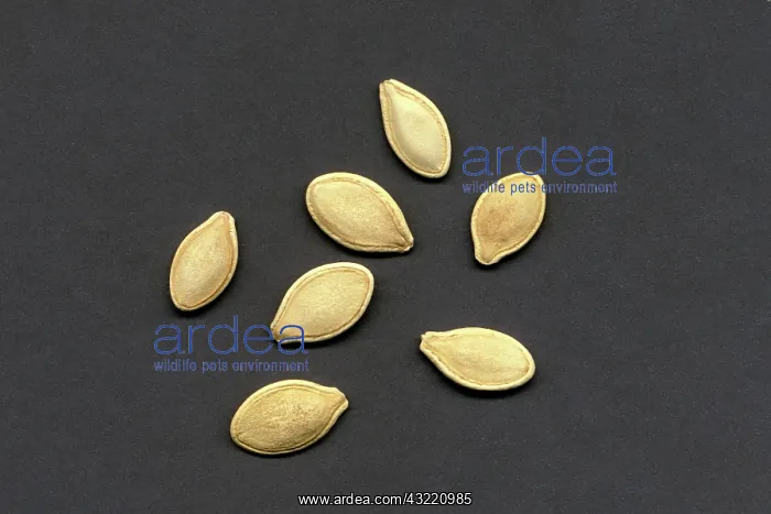  : Pumpkin Seeds