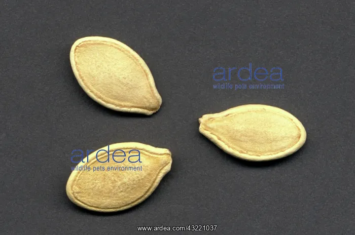 : Pumpkin Seeds : Pumpkin Seeds
