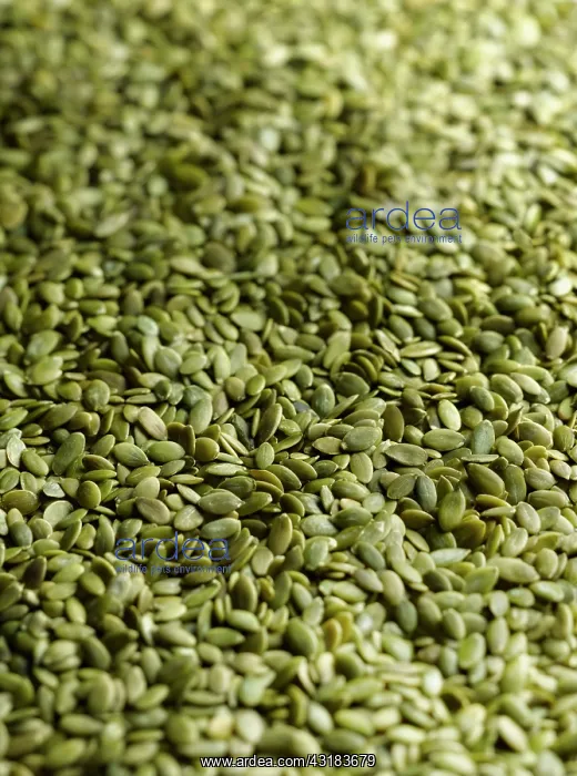 : Pumpkin seeds, Cucurbita pepo, Mass of green seeds : Pumpkin seeds, Cucurbita pepo, Mass of green seeds