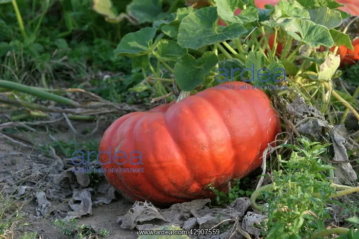: Pumpkin - single, ripe orange fruit : Pumpkin - single, ripe orange fruit