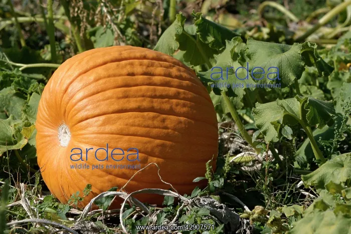 : Pumpkin - single, ripe orange fruit : Pumpkin - single, ripe orange fruit