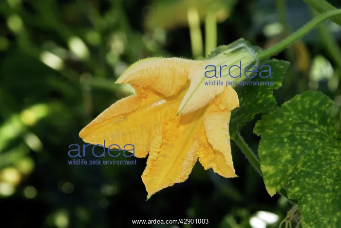 : Pumpkin / Squash - Potimarron / Hokkaido variety : Pumpkin / Squash - Potimarron / Hokkaido variety