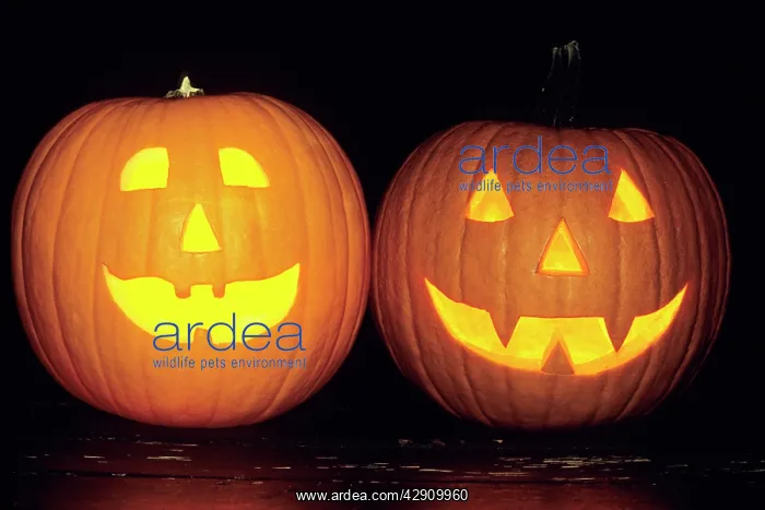 : Pumpkins - 2 decorated and lit up from inside with : Pumpkins - 2 decorated and lit up from inside with
