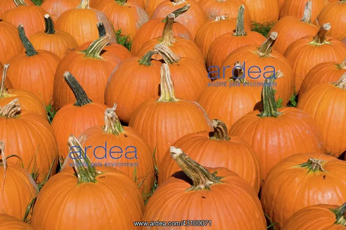 : Pumpkins (Cucurbita Cucurbitaceae) : Pumpkins (Cucurbita Cucurbitaceae)