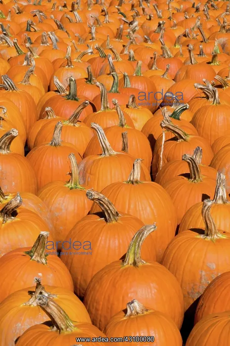 : Pumpkins (Cucurbita Cucurbitaceae) : Pumpkins (Cucurbita Cucurbitaceae)