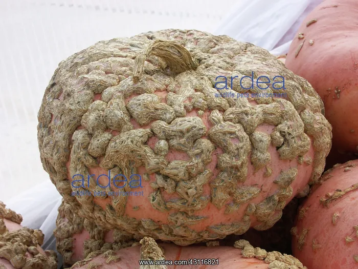 : Pumpkins : Pumpkins
