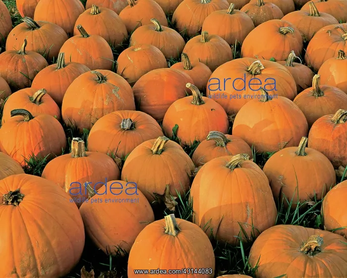 : Pumpkins in autumn : Pumpkins in autumn