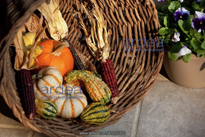 : Pumpkins and Corn : Pumpkins and Corn