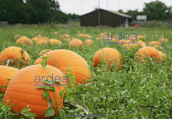 : Pumpkins - field ready for harvest : Pumpkins - field ready for harvest