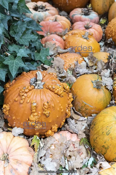: Pumpkins Galeux d'Eysines in a garden, autumn : Pumpkins Galeux d'Eysines in a garden, autumn