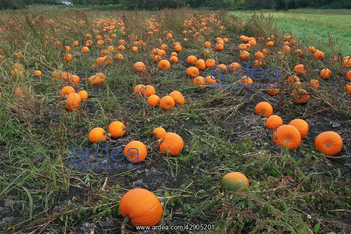 : Pumpkins - growing in field : Pumpkins - growing in field