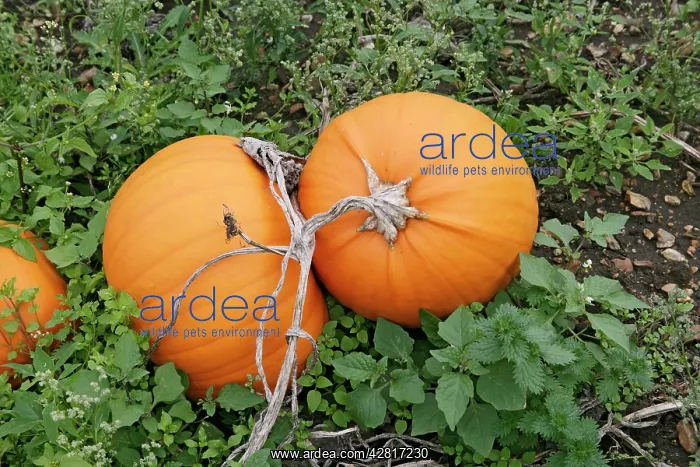 : Pumpkins - ready for harvest : Pumpkins - ready for harvest