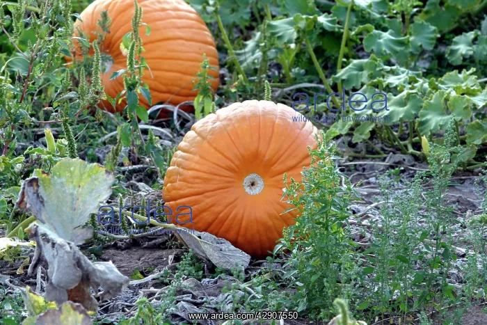 : Pumpkins - two, ripe orange fruits : Pumpkins - two, ripe orange fruits