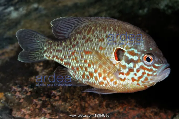 : Pumpkinseed : Pumpkinseed