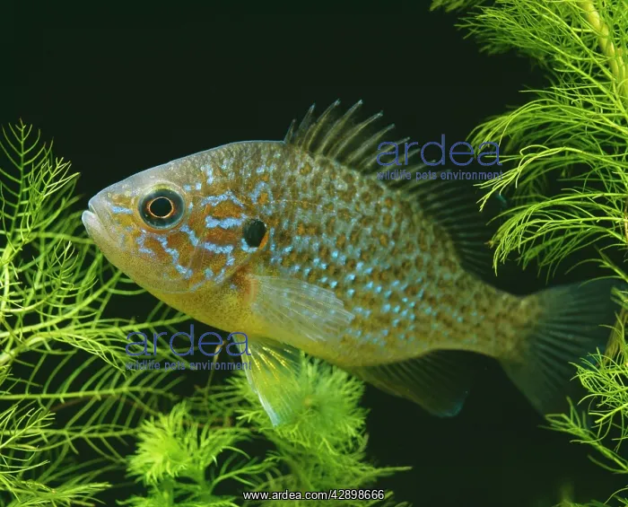 : Pumpkinseed Bluegill / Sunfish : Pumpkinseed Bluegill / Sunfish