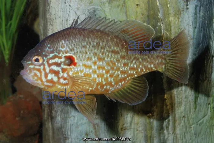 : Pumpkinseed - freshwaters : Pumpkinseed - freshwaters