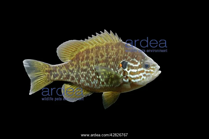 : Pumpkinseed / Kiver Fish : Pumpkinseed / Kiver Fish