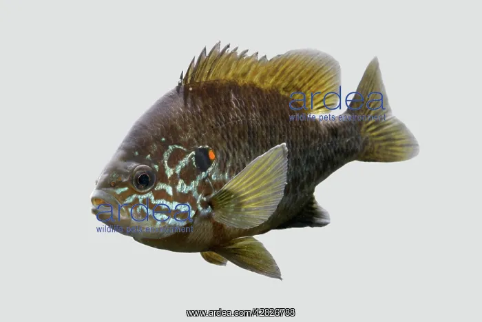 : Pumpkinseed / Kiver Fish : Pumpkinseed / Kiver Fish