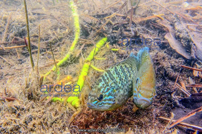 : Pumpkinseed (Lepomis bibbosus) depositing their : Pumpkinseed (Lepomis bibbosus) depositing their