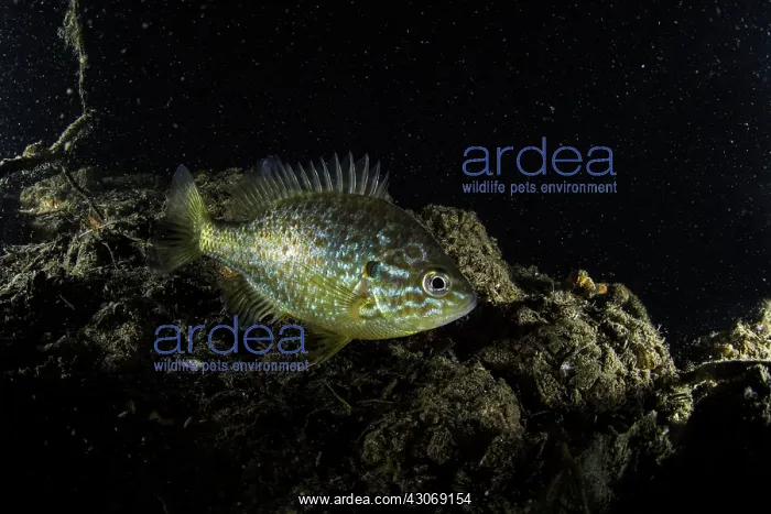 : Pumpkinseed, Lepomis gibbosus, lake Como also known : Pumpkinseed, Lepomis gibbosus, lake Como also known