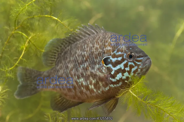 : Pumpkinseed (Lepomis gibbosus) male swimming, T : Pumpkinseed (Lepomis gibbosus) male swimming, T