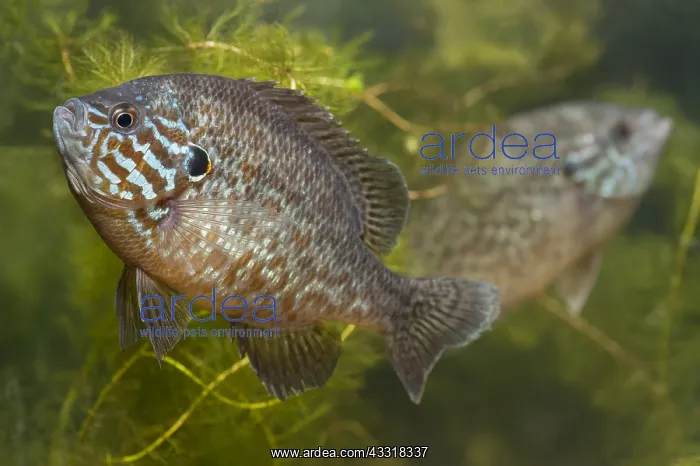 : Pumpkinseed (Lepomis gibbosus) pair swimming, T : Pumpkinseed (Lepomis gibbosus) pair swimming, T