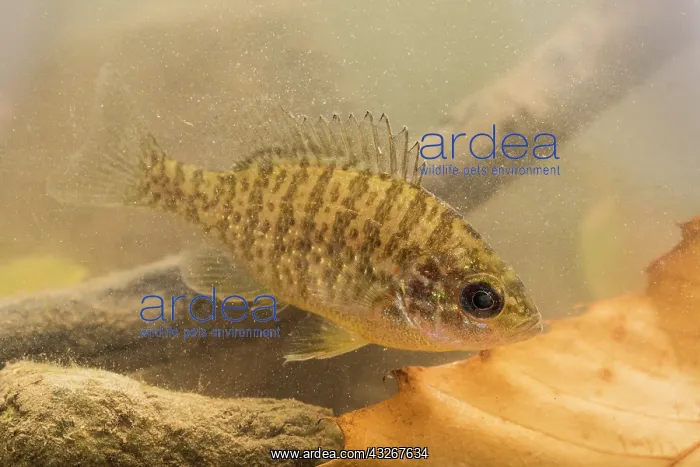 : The pumpkinseed or sunfish (Lepomis gibbosus) swims : The pumpkinseed or sunfish (Lepomis gibbosus) swims