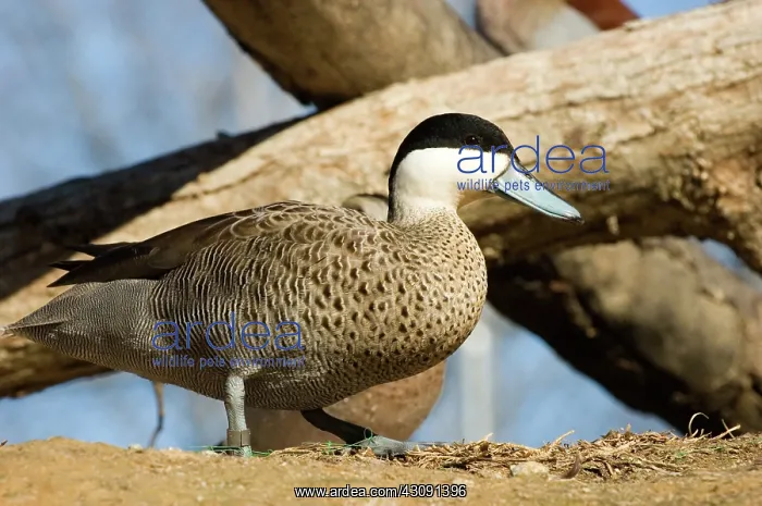 : Puna Teal. Male Puna Teal (Anas puna). This bird is native to South America : Puna Teal. Male Puna Teal (Anas puna). This bird is native to South America
