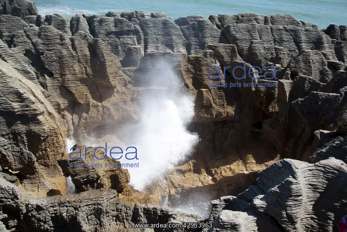 : Punakaiki blowhole - Limestone layering : Punakaiki blowhole - Limestone layering