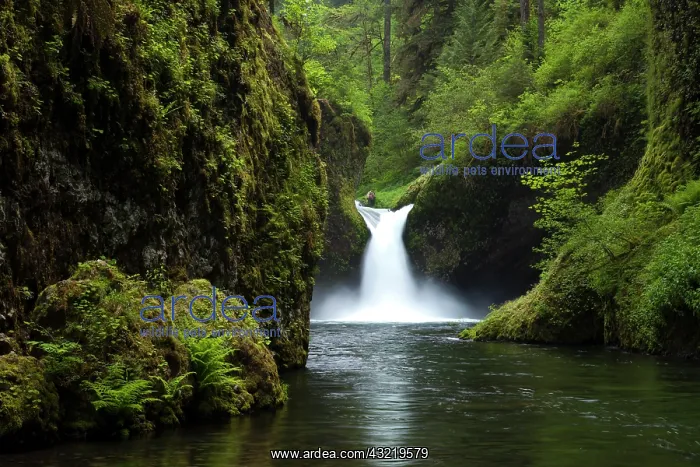: Punch Bowl Waterfall, Eagle Creek, Columbia : Punch Bowl Waterfall, Eagle Creek, Columbia