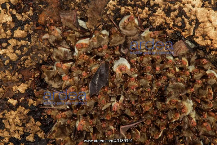 : Punic mouse-eared bat (Myotis punicus), cluster : Punic mouse-eared bat (Myotis punicus), cluster
