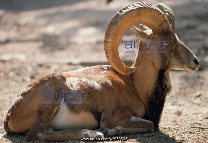 : Punjab Urial Sheep - male : Punjab Urial Sheep - male