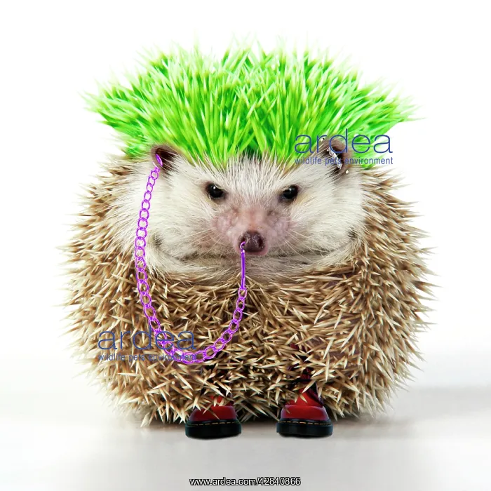 : Punk boy Hedgehog : Punk boy Hedgehog